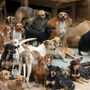 7f5aa1f51999c9d3bd81722dad70742a-gpLarge Ajudando os animais de rua