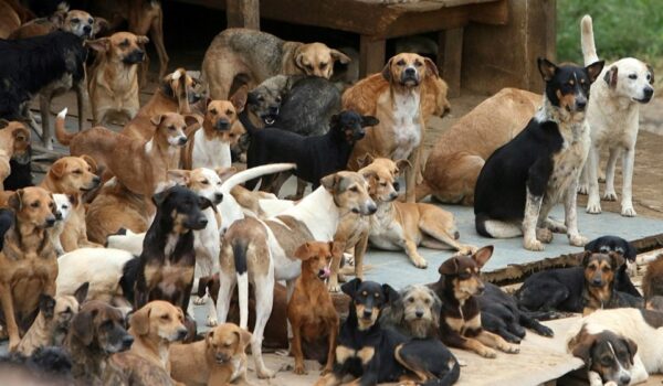 Ajudando os animais de rua