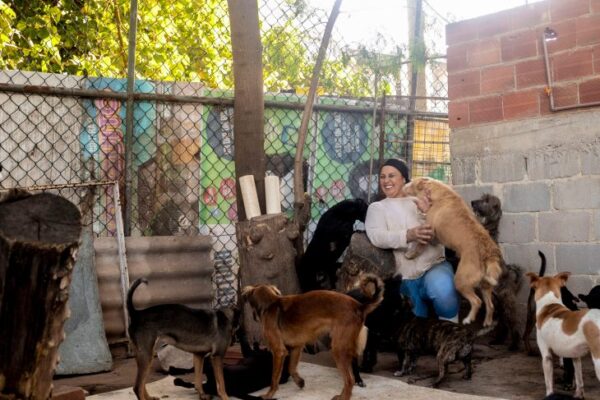 Ajudando os animais de rua