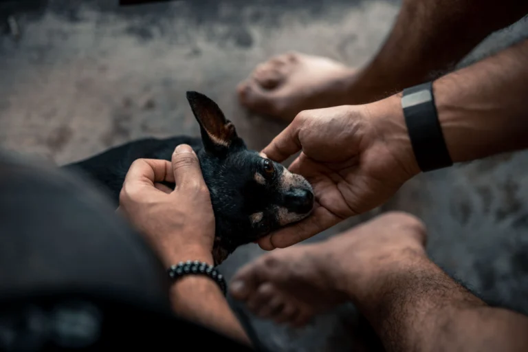 AADA Associação Amigos Dos Animais